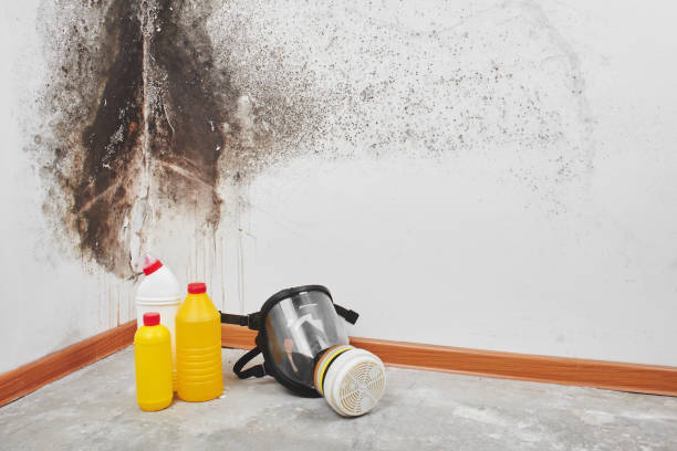 Best Mold Remediation for Healthcare Facilities  in Three Forks, MT